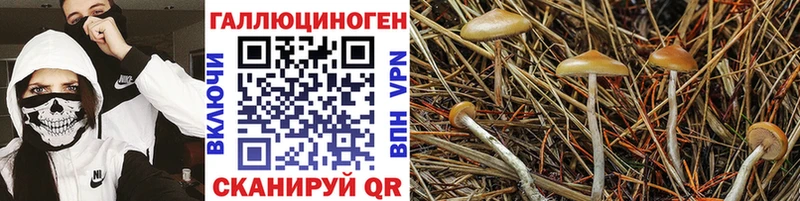 Галлюциногенные грибы мухоморы Северо-Курильск